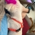 Maltese terrier kızımıza yuva fotoğraf