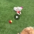 Maltese terrier kızımıza yuva fotoğraf