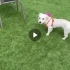Maltese terrier kızımıza yuva fotoğraf