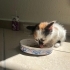 İnsan canlısı minik kedi sahiplendiriliyor fotoğraf