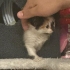 İnsan canlısı minik kedi sahiplendiriliyor fotoğraf