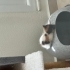 İnsan canlısı minik kedi sahiplendiriliyor fotoğraf