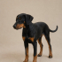 Ücretsiz sahiplenme doberman fotoğraf