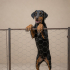 Ücretsiz sahiplenme doberman fotoğraf