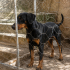 Ücretsiz sahiplenme doberman fotoğraf