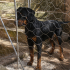 Ücretsiz sahiplenme doberman fotoğraf