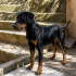 Ücretsiz sahiplenme doberman fotoğraf