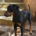 Ücretsiz sahiplenme doberman fotoğraf