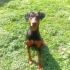 Ücretsiz sahiplenme doberman fotoğraf