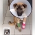 Ücretsiz sahiplenme lütfen okuyun fotoğraf