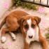 Ücretsiz sahiplenme beagle ve pointer melez fotoğraf