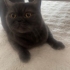 Exotic Shorthair ücretsiz sahiplenecek iyi bir aile aranıyor fotoğraf