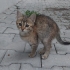 Zıpır kızımm  İnsan canlısı bebiş fotoğraf