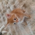 Oyuncu miniğe yuva fotoğraf