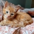🧡 2 Aylık Sarman Yavruya Acil Yuva Arıyoruz 🐾 fotoğraf