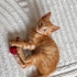 🧡 2 Aylık Sarman Yavruya Acil Yuva Arıyoruz 🐾 fotoğraf