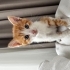 Yavru minnoş yuvasını arıyor fotoğraf