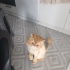Ücretsiz sahiplenme fotoğraf