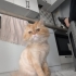 Ücretsiz sahiplenme fotoğraf