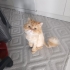 Ücretsiz sahiplenme fotoğraf