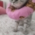 İnsan canlısı oyuncu kedi :) fotoğraf