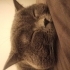 Ücretsiz British Shorthair Sahiplendirme fotoğraf