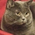 Ücretsiz British Shorthair Sahiplendirme fotoğraf