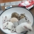Sevimli Suriye hamsterleri fotoğraf