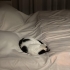 🐾 Kızımıza Yuva Arıyoruz 🐾 fotoğraf