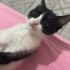 Çorlu ve çevresi acil yuva fotoğraf