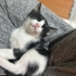 Çorlu ve çevresi acil yuva fotoğraf