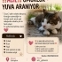Dünyanın en uslu kedisi fotoğraf