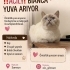 Samsunda hanım hanımcık bir prensess fotoğraf