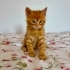 Minnak mı minnak sarmanımıza yuva arıyoruz 🥰 fotoğraf