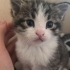Uykucu tekir kedi fotoğraf