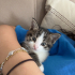 Uykucu tekir kedi fotoğraf