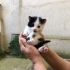 Uzun tüylü çooook güzel yavru kedi fotoğraf