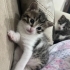 Oyuncu bebek kedi fotoğraf