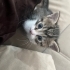 Oyuncu bebek kedi fotoğraf