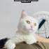 Ücretsiz sahiplenme pofidik British kedi fotoğraf