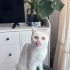 Ücretsiz sahiplenme pofidik British kedi fotoğraf