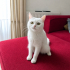 Ücretsiz sahiplenme pofidik British kedi fotoğraf