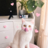 Ücretsiz sahiplenme pofidik British kedi fotoğraf