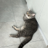 2 yaşında british shorthair fotoğraf