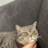 2 yaşında british shorthair fotoğraf