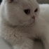 Çok sevecen kedimiz Scottish fold yeni sahibini arıyor fotoğraf