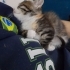 Güzel kız ömürlük yuvasını arıyor 🥺🐾 fotoğraf