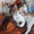 5 aylık dişi ve erkek yavrulara yuva aranıyor fotoğraf