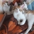 5 aylık dişi ve erkek yavrulara yuva aranıyor fotoğraf