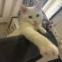 Çok Acil Ömürlük Yuva Arıyoruz fotoğraf